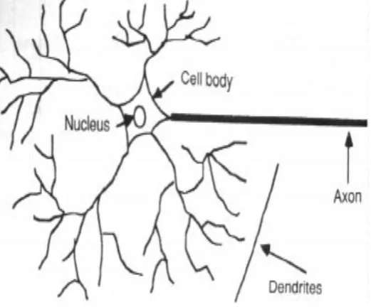 Fig  1: A Simple Neuron.  