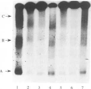 FIG.3.ofbelledcells;Nuclearas described mobility Host-specific binding of nuclear proteins to RRE RNA