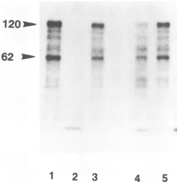 FIG. 8.TARcontainingbindingbindingsampleunprotectedunlabelledreaction;RNase UV cross-linking of host proteinsto RRE RNA