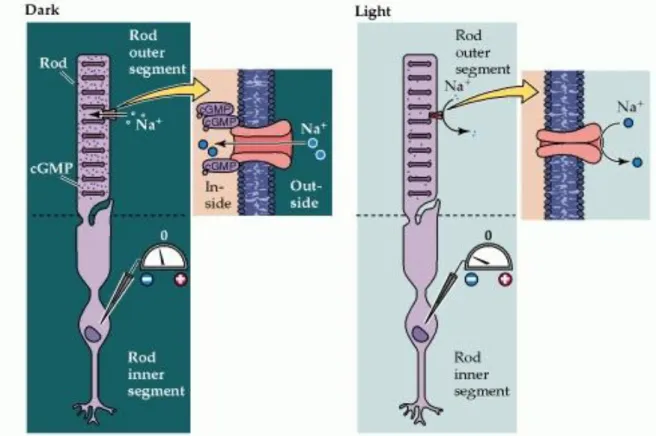 Figure 1.6. Cyclic GMP-gated channels in the outer segment membrane are responsible for the light- light-induced changes in the electrical activity of photoreceptors (a rod is shown here, but the same scheme  applies to cones)