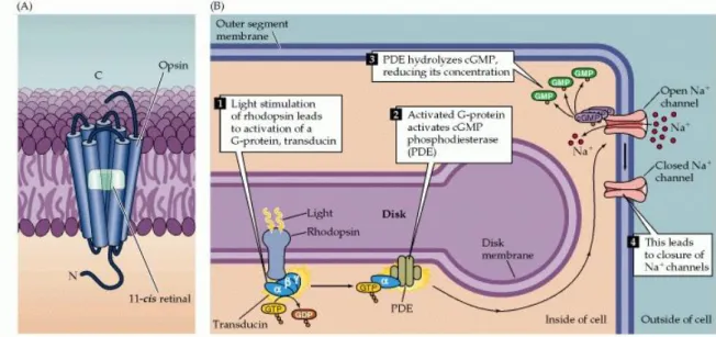 Figure  1.7.  Details  of  phototransduction  in  rod  photoreceptors.  (A)  The  molecular  structure  of rhodopsin, the pigment in rods