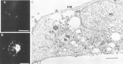 FIG. 9.areimmunofluorescence(C) Mutant G protein retained in the ER is not localized in the NE