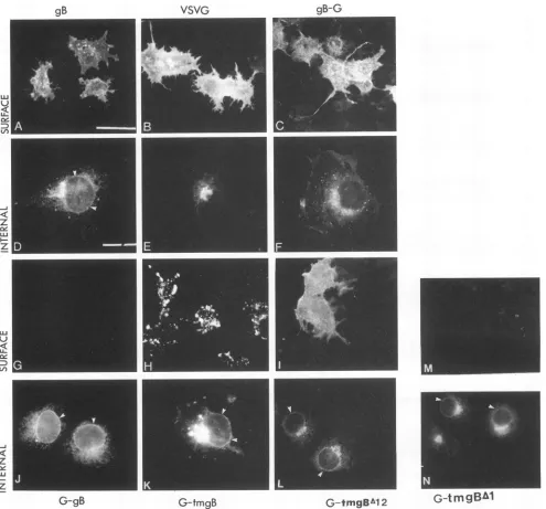 FIG. 4.A,paraformaldehydeandimmunofluorescence, B, Cell surface and intracellular localization of wild-type and mutant proteins by immunofluorescence