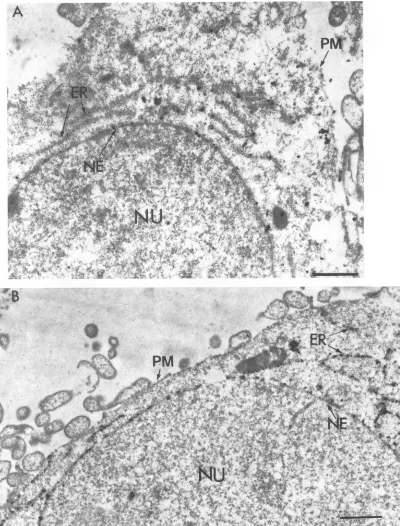 FIG. 7.processedlegend The hydrophobic domain of gB is sufficient to specify NE localization