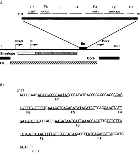 FIG.1.whichoftheDHBV(35), the Locations of transcription factor-binding sites along the genome