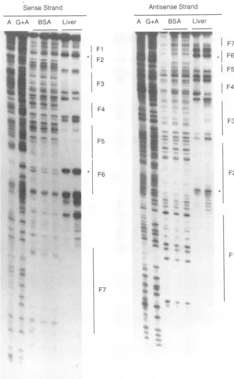 FIG. 2.withsequenceenhancerliverliversites DNase I footprinting of the DHBV enhancer with duck nuclear extract