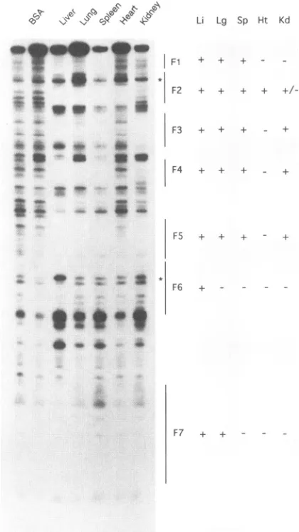 FIG. 3.ods.NuclearandLi,ments Tissue specificity of factors binding to the DHBV enhancer