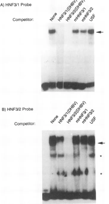 FIG. 6.TableofHNF3-binding the Third-base mutations introducedinto the HNF1- and sites