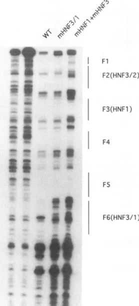 FIG. 9.TheconstructsproductionhGHmutations DHBV enhancer mutations suppressed expression of the gene from the DHBV core promoter: Structures of the variousare shown schematicallyat theleft, with thesites of indicated (x, HNF3 site mutation; *, HNF1 site mu
