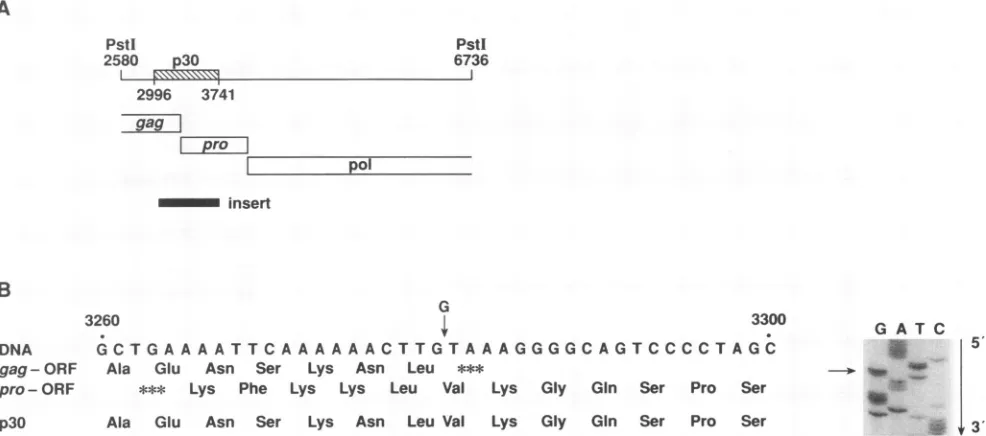 FIG.1.correspondingnucleotideindicating Construction of clones expressing the MMTV gag-pro transframe protein p30