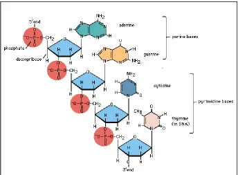 Figure 1.2: Backbone of the DNA structure 
