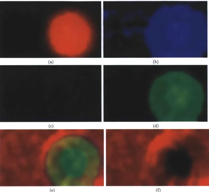 Figure  3-17:  Creating  a blending  mask.  The  frequency  band  response  calculated  in the first  step of the imaging process is used to merge the images
