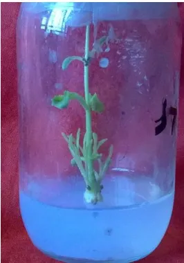 Figure 1. No. of shoots and length of shoots at 2 mgL-1  BAP after 21 days. 