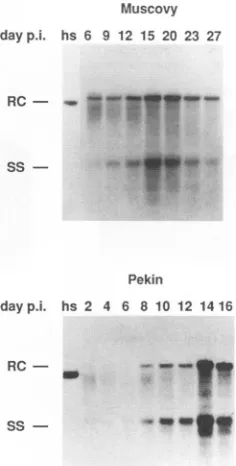 FIG. 6.preparedrialstoscribedequivalentDHBVhepatocytesMuscovyinoculum,p.g/ml Fig. Kinetics of DHBV replication in Muscovy and Pekin duck when virus spreadis inhibited by suramin