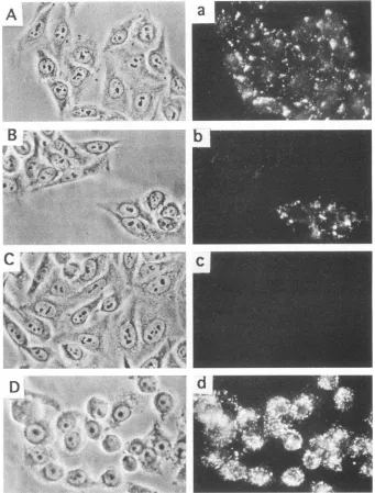 FIG.1.cellscells,expressionCD4-specific CD4 expression by HeLa-CD4 cells. HeLa cells were infected with the amphotropic pseudotype of the SFF-CD4 retrovirus, and the were then passaged into fresh cultures