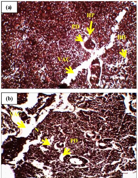 Figure 3. Showing normal histology of liver in control group; hepatocytes (H) and hepatopancreas (HP) are regular form and systematically arranged