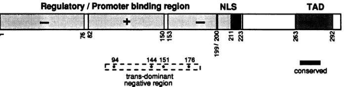 FIG. 7.The225NLSasterisksstretch Diagrammatic representation of the functional region of the Bell transactivator