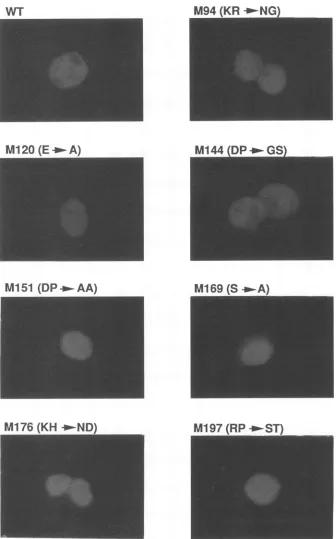FIG. 2.wereposttransfectionG as Subcellular localization of wild-type and defective Bell mutants by indirect immunofluorescence