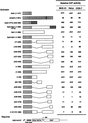 FIG. 3.valuesfourthosedetectthanBHK-21,DNA-binding Transactivation potential of plasmids encoding the wild type and Gal4-Bell protein derivatives
