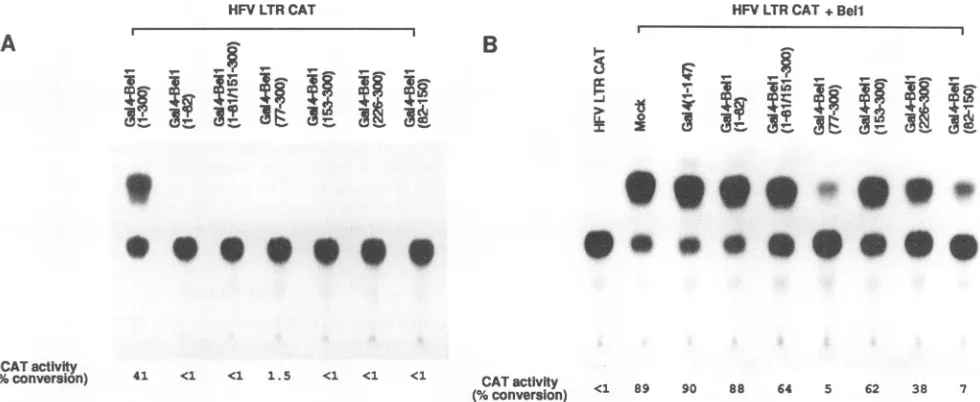 FIG. 4.variousexpressionAllas percent Effect of Gal4-Bell fusion proteins on HFV LTR-directed gene expression in the absence or presence of Bell