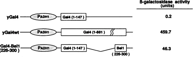FIG. 5.competitor)dilution300)cells.ofindicatedassay,G5E1bCAT Gal4-Bell Effect of defective Bell(1-260) on the transactivation of by various Gal4-Bell derivatives