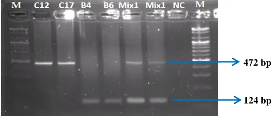 Table 1. List of primers used for conventional and duplex PCR.  