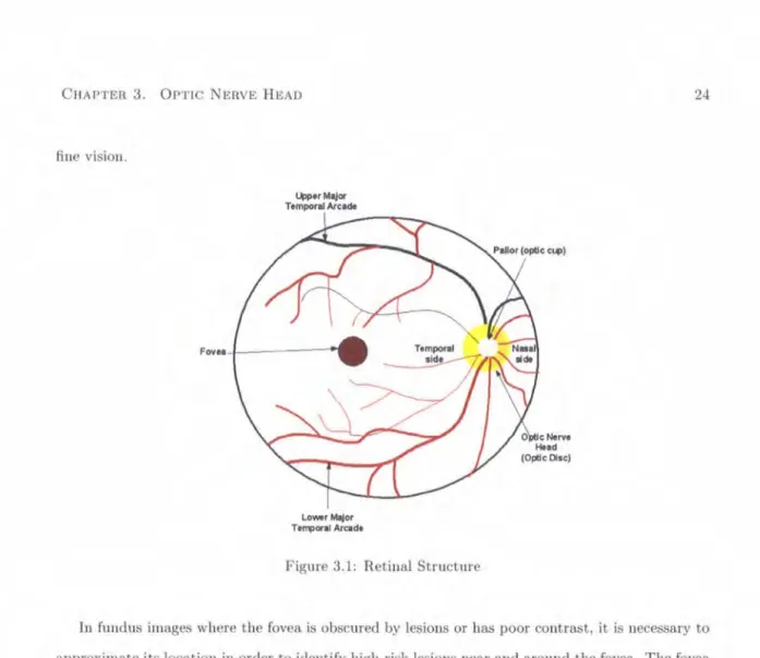 Figure 3.1:  Retinal Structure 
