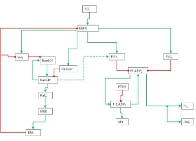 Figure 1: Schematic diagram of EGFR signal transduction network. Green line indicates activation, red line indicates consumption or inhibition