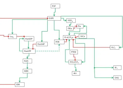 Figure 1: PITP Model A, schematic representation of EGFR signaling transduction network