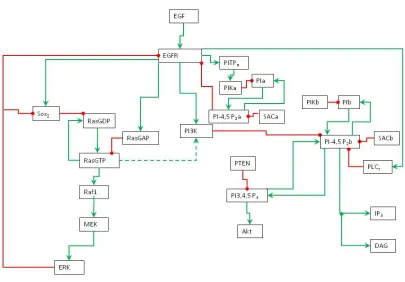 Figure 3: PITP Model C, schematic representation of EGFR signaling transduction network