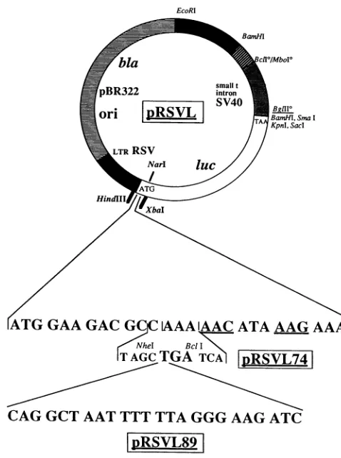 Figure 1constructsdifferent describes the general strategy for construction of the vectors, illustrated with the pRSVL89 vector