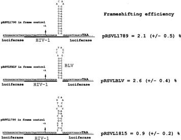 FIG. 2.constructforexperimentsnormalP-galactosidase Amino-terminal part of the engineered luc gene with the HIV-1 frameshift region underlined