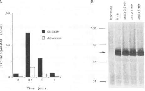 FIG. 2.polypeptidesclonesonproteinstransfectedEBNA2-2isresolvingkinase-GrimmunoblotLMP1.2,are1.3 an Analysis of CaM kinase-Gr expression in a panel of LMP1- BJAB clones