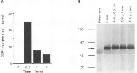 FIG. 7.withwerebandforstandardastranscriptspHGR,72point)kinase-Grassayedkinase-Grthosements.treated,representsmolecularMaterialsimmunoprecipitatedinPVDF panel described h Expression and activation of recombinant CaM kinase-Gr in BJAB cells