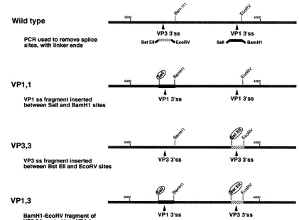 FIG. 2.junctions).closeoffragmentalongSite-directedMethods. VP1,1 Splice site duplication and rearrangement constructs