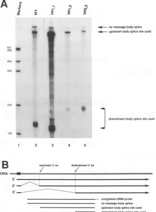 FIG. 3.backbones,hthat and Relative splice site use in the wild type and in constructs VP1,1, VP3,3, and VP1,3