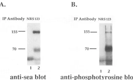 FIG.1.fromrabbitantibodykDa.immunoprecipitatesimmunoblottedindicated. Tyrosine phosphorylation of Env-Seaproteins