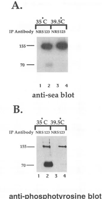FIG. 4.cellsspecificpresencerosineseparatedindicated. Sensitivity of Env-Sea proteins to endo H