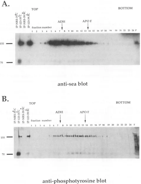 FIG.6.gradient.specificpelleted39.5°Crabbitthenoprecipitatesapoferritinandimmunoprecipitation(155)infectedindicated Sucrose gradient centrifugation of Env-Sea proteins