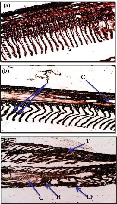 Figure 6. Morphological changes in gills exposed to Malathion; (a) Control (0 mg/L), (b) 1.5 mg/L and 3.0 mg/L