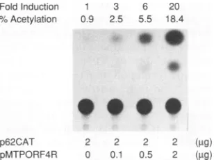 FIG. 2.KpnIgenomestreamcontainsdownstream,rightthe(polyA) Construction of VZV ORF4 expression vectors