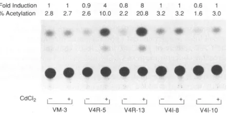 FIG. 4.containsfibroblasthybridizedanalysisandORF4-transformedtransferredusedthen (A) Northern blot analysis of ORF4 transcripts in transformed Vero cell lines