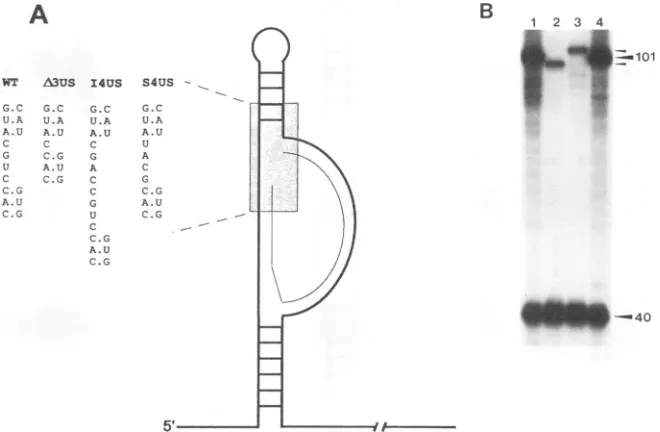 FIG. 3.4)ofsequence.accordinglytype.RNA template the (A) Schematic representation of the RNA secondary structures of the 5' noncoding RSV RNA showing mutations to the upper spacer The thin line represents the tRNA primer, and the thick line represents the 