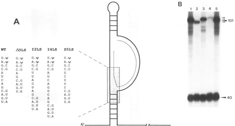 FIG. 4.sequence.3type.or4-nucleotidetemplates nucleotides S5LS (A) Schematic representation of the RNA secondary structures of the 5' noncoding RSV RNA showing mutations to the lower spacer Primer and template are as indicated in the legend to Fig