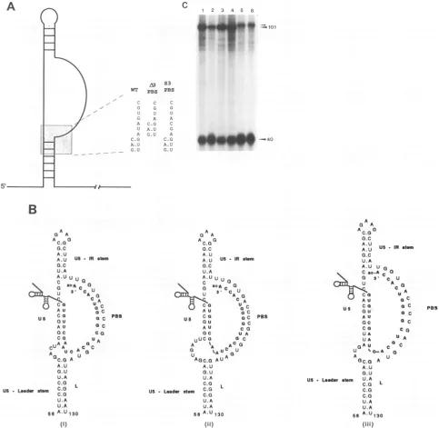 FIG. 5.ThebaseWT,3reactionsRNA and (A) Schematic representation of the RNA secondary structures of the 5' noncoding RSV RNA showing mutations to the PBS sequence