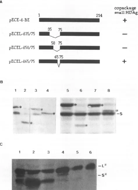 FIG. 6.wereeithertiondimeric3.4-kbstrand75largeasMethods.RNA an (lane Northern blot analysis of HDV RNA following cotransfec- of Huh-7 cells with dimeric HDV cDNA and a plasmid encoding HDAg