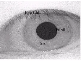 Figure 2: Different Human Iris 