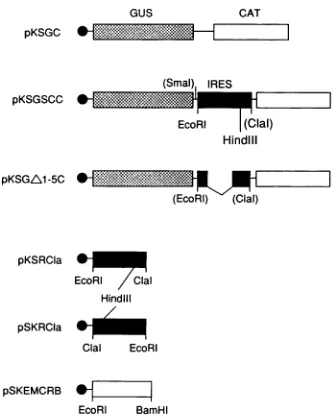FIG.1.structurequencesthenomenclatureterminusterminususing Secondary structure prediction for the FMDV IRES