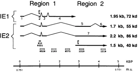 FIG. 2.virusThepositionsprecipitatedtheusedafterepitopes.[35S]methionine Time course of the appearance of polypeptides immuno- from infected cells by antisera against IEI and IE2 HEL cells infected with HCMV (AD 169) were labeled with for 1-h intervals pri