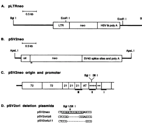 FIG. 2.completeDNAoriginishatchedandmouse indicated Map of integrated Xl SV40 DNA. The integrated SV40 in Xl cells is indicated by the bars, and the flanking mouse DNA by the line